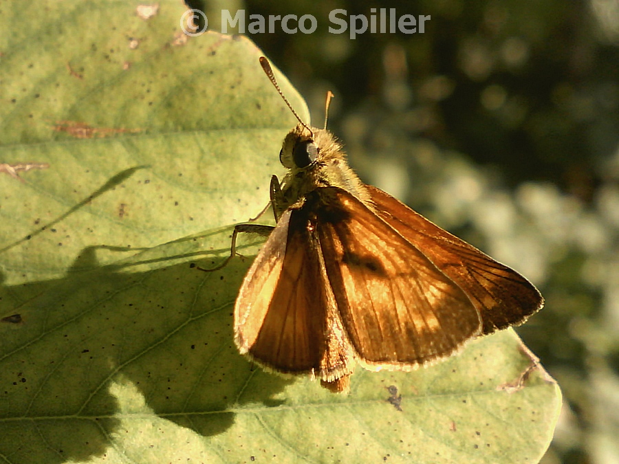 Falena da identificare